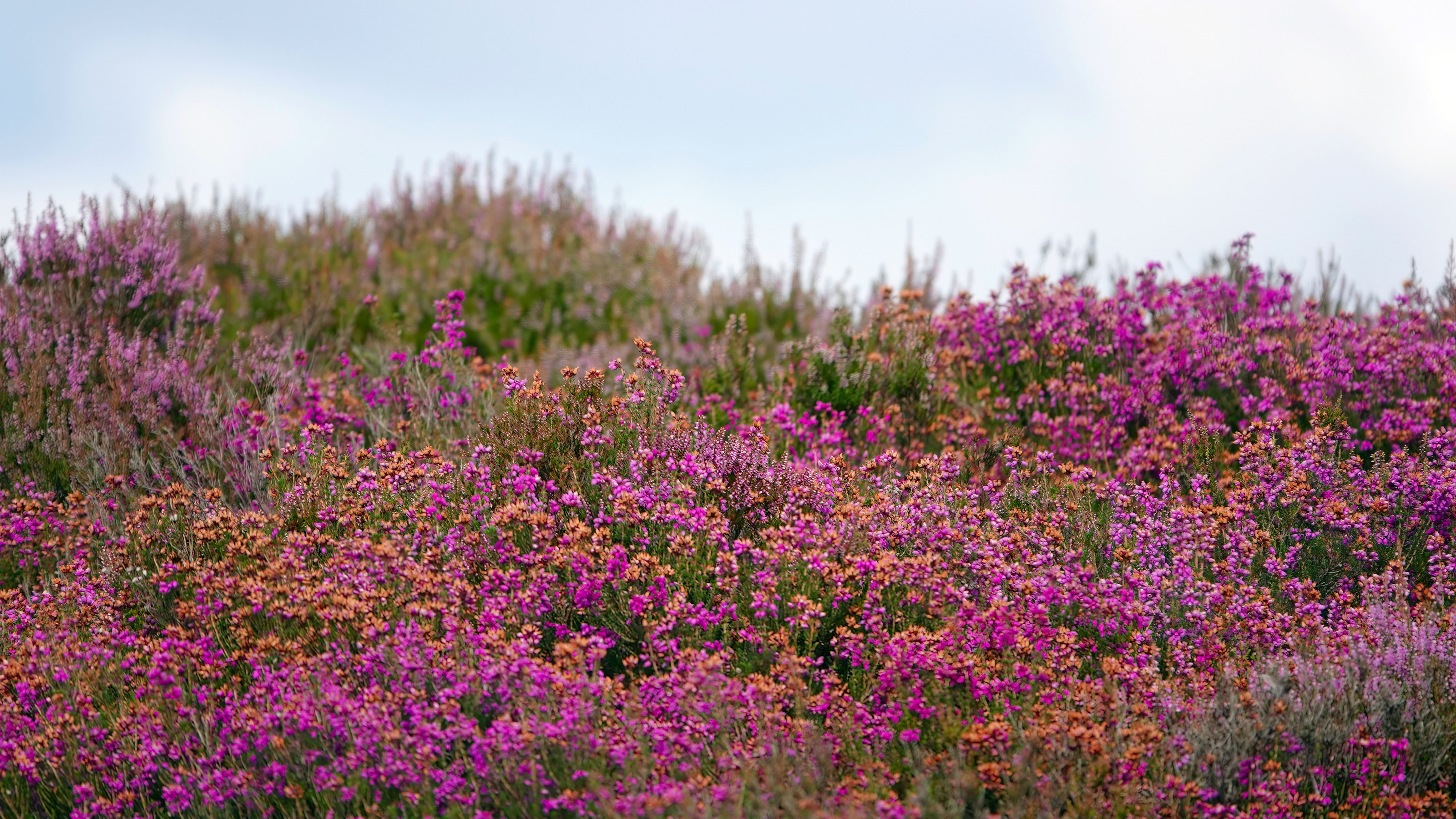 A field of purple, orange and pink flowers.