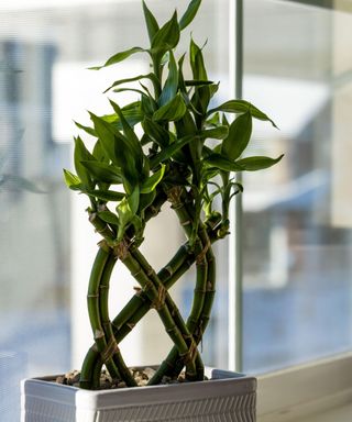 Close up of lucky bamboo leaves