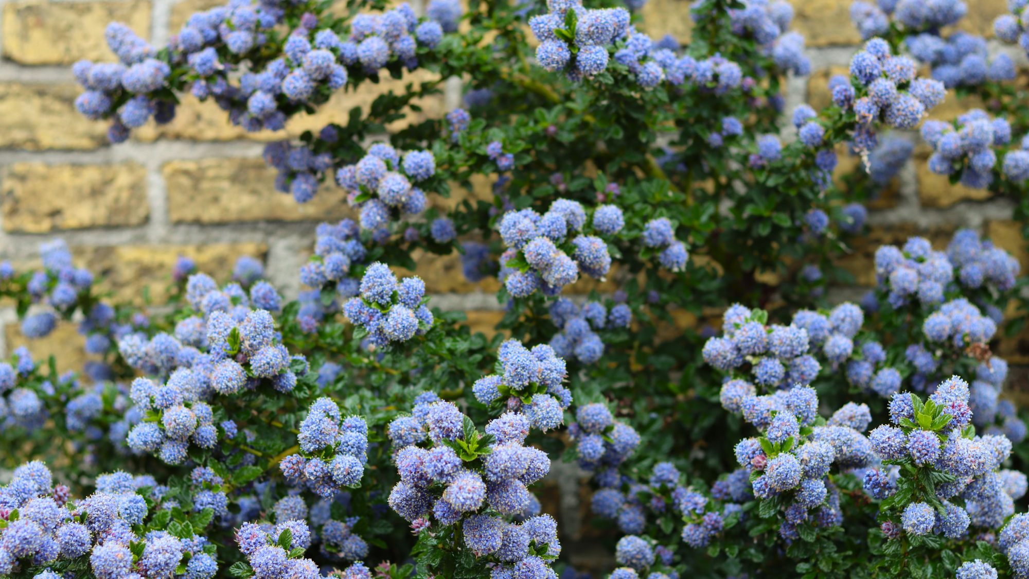 california lilac against stone wall 