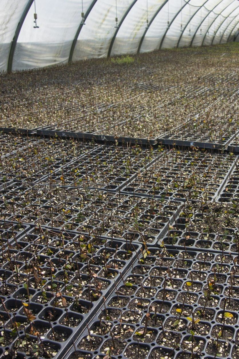 cranberry cuttings