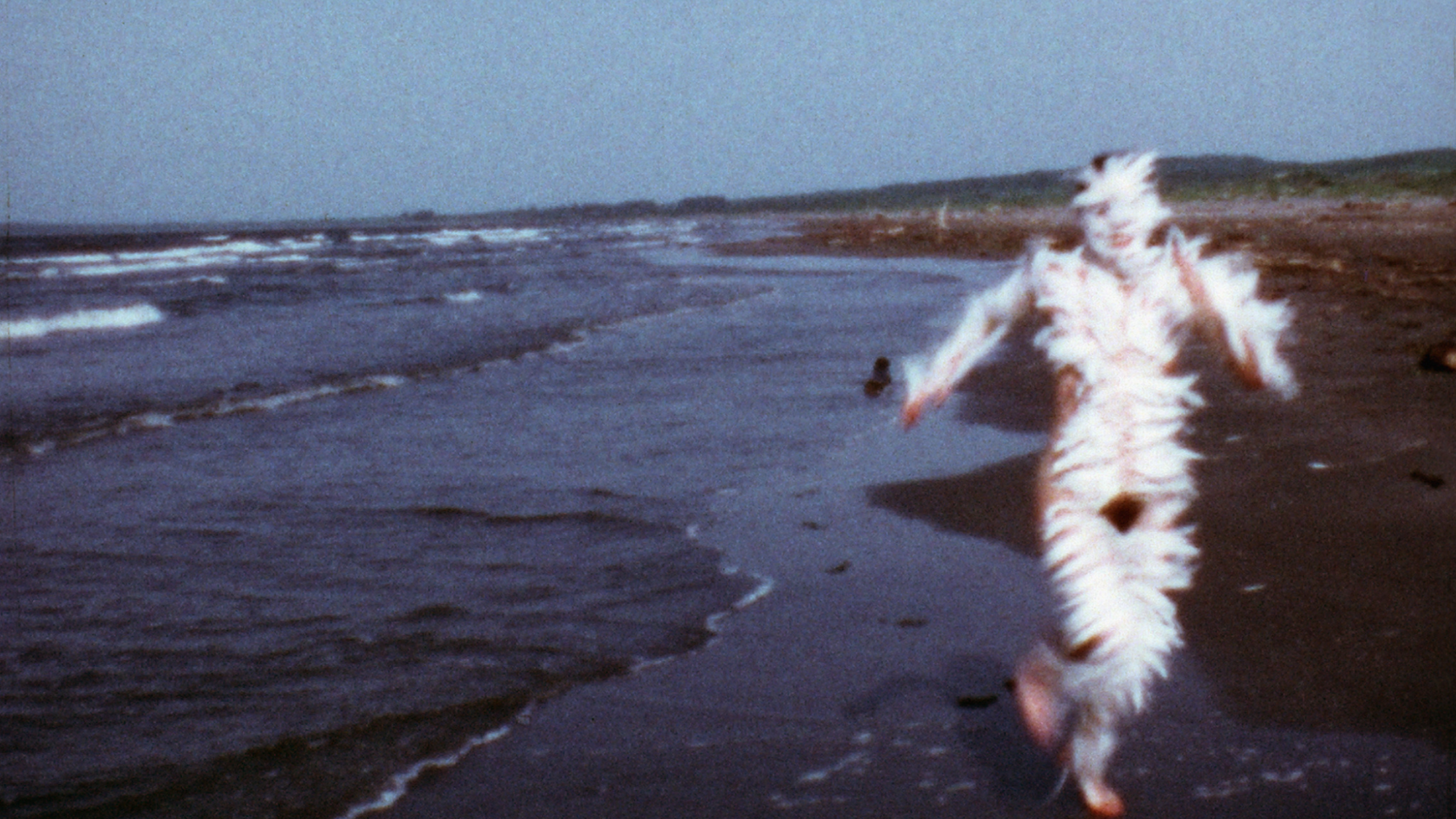 Ana Mendieta, Bird Run 1974