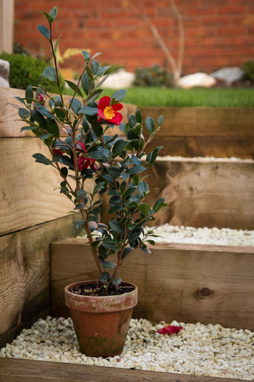 How to grow camellias and pack your winter garden with gorgeous blooms