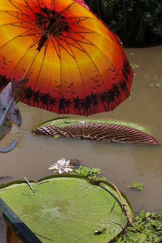 water Leafs and fowers