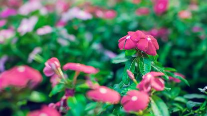 Pink impatiens in bloom in a garden border