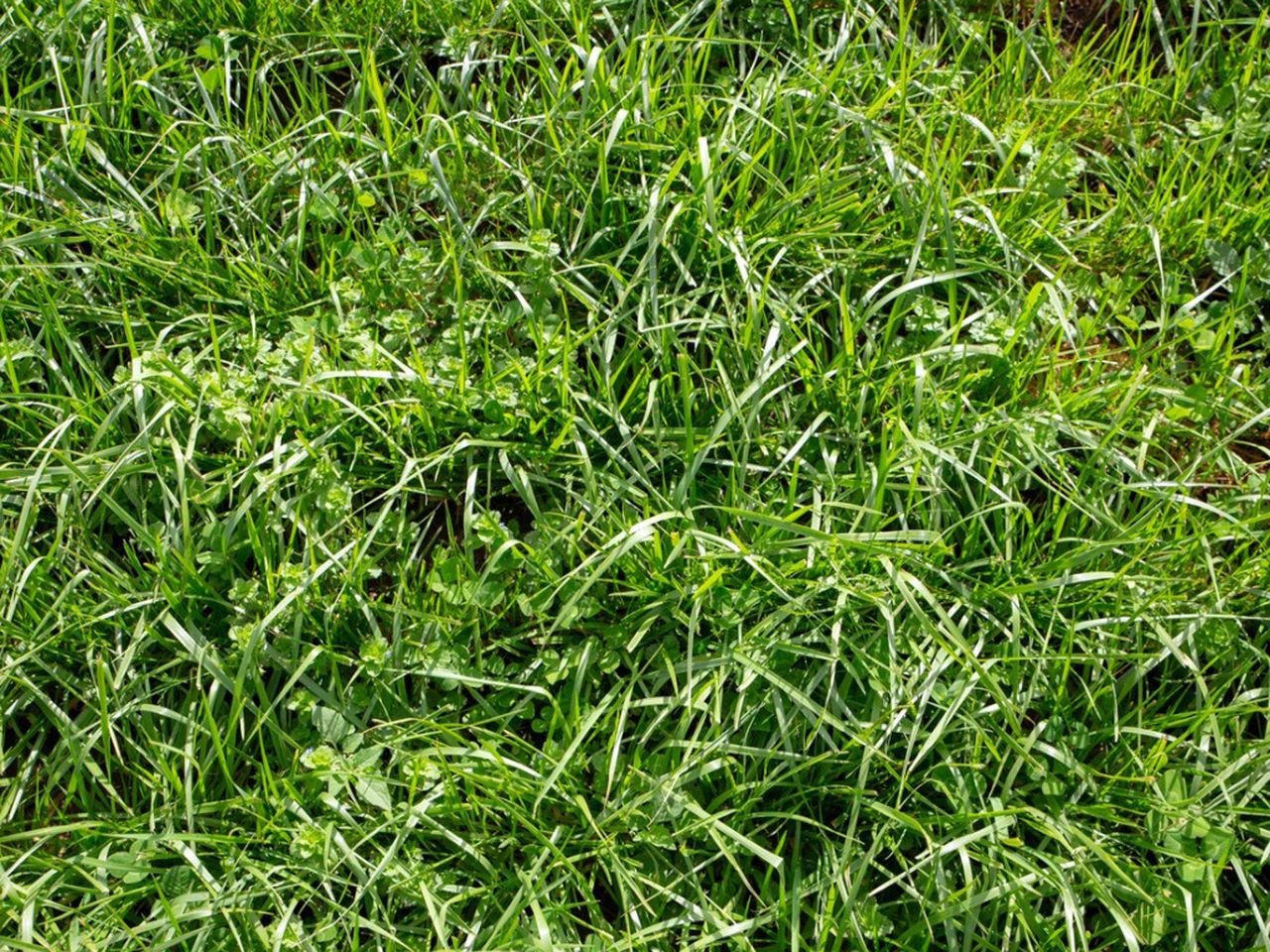 Tall Grass-Like Fescue Weeds