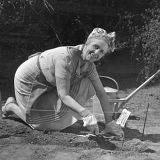 1950s, woman working in victory garden 
