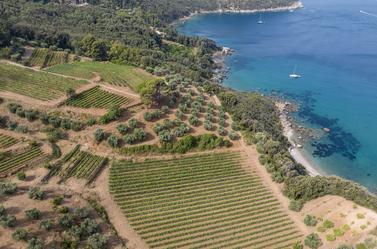 DOC-MAREMMA-TOSCANA-VIGNE-E-ULIVI-CALAGRANDE-1.jpg