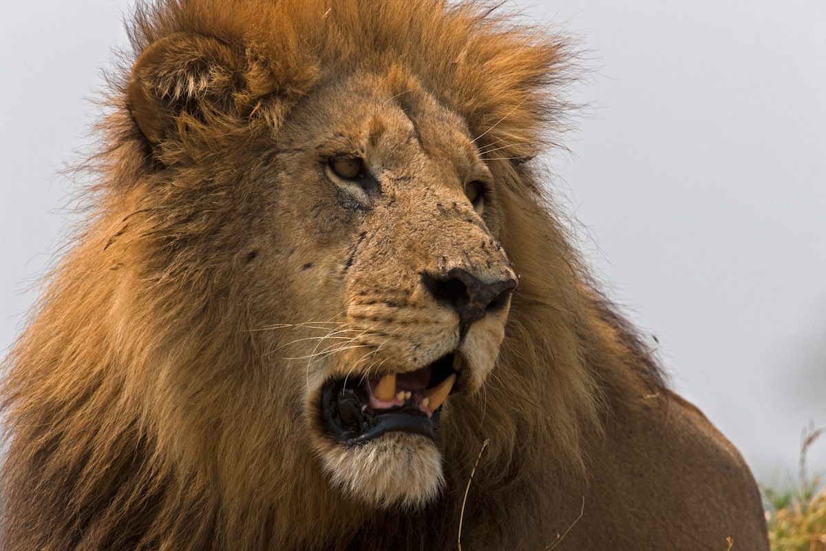 Photos: The Biggest Lions on Earth 