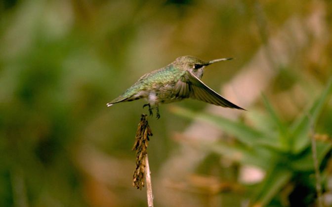 Hummingbird takes flight.