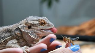 Bearded dragon eating a cricket