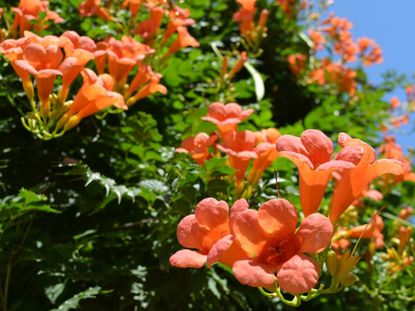 Pink-Orange Flowered Trumpet Vines