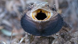 Bearded dragon showing beard