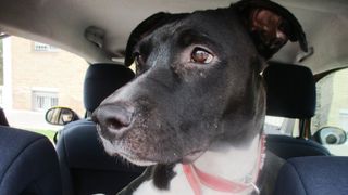 Dog sat in car looking off to the side