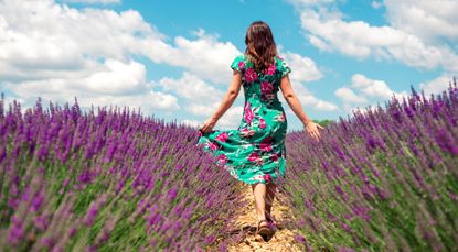 France, Provence, Valensole plateau, back view of woman walking among lavender fields in summer sundress