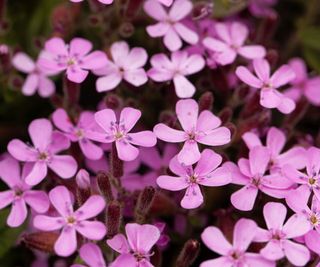 soapwort in flower with pink blooms