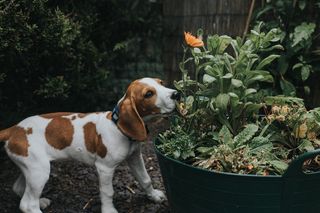 dog sensory garden