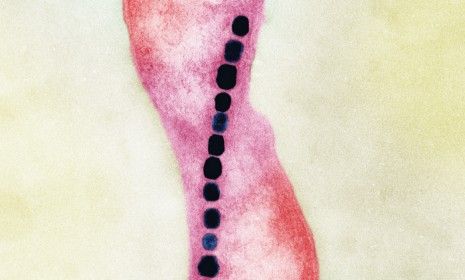 Magnetospirillum Bacteria up close and personal: The magnetic properties of this bacterium could one day help scientists build faster, better computers.