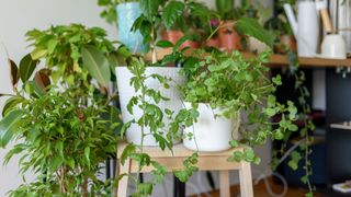 Houseplants placed around an apartment