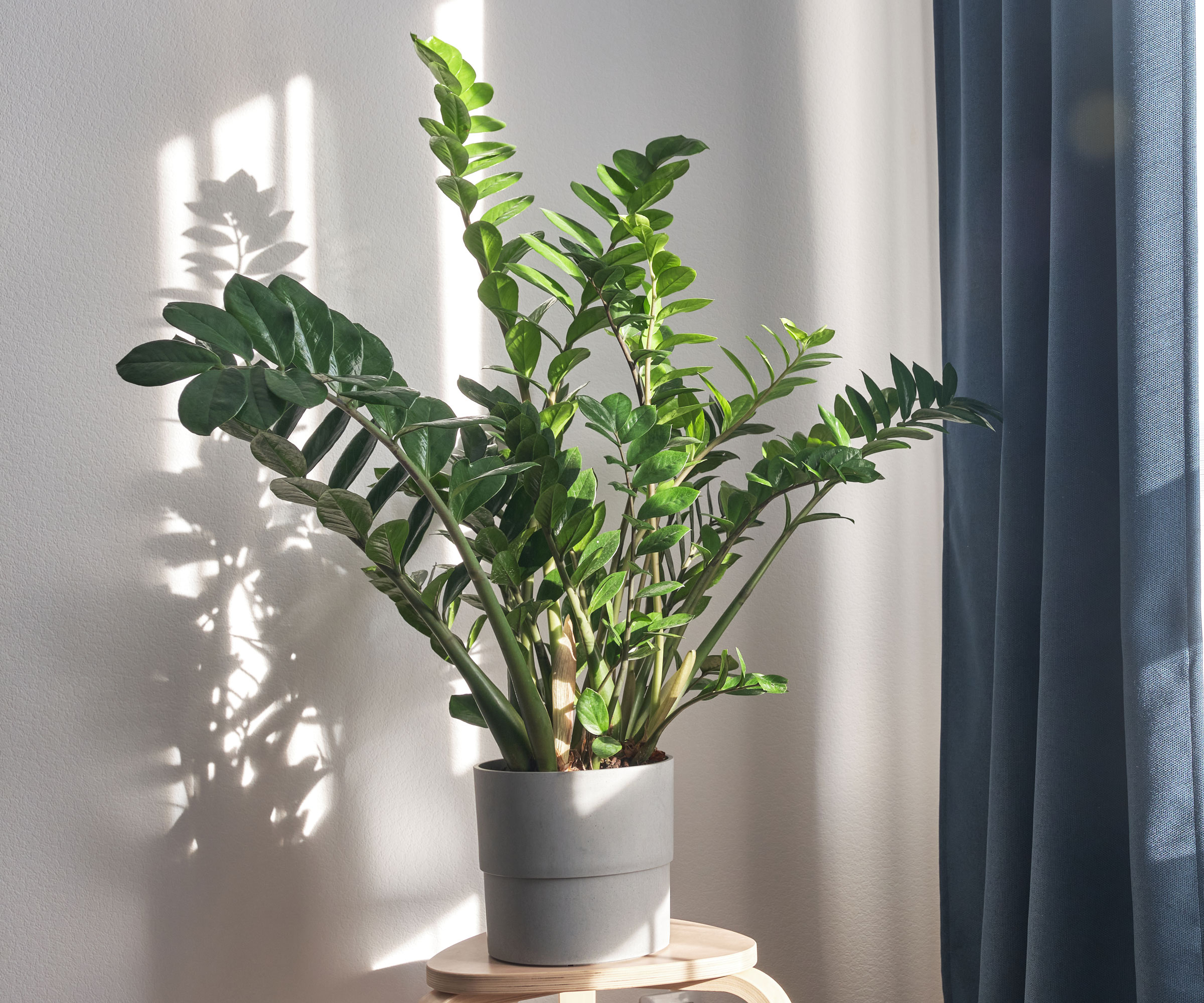 zz plant Gem in living room near window