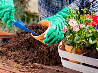 Gardener Filling Containers With Topsoil