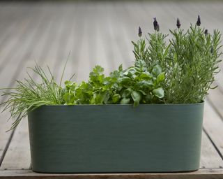moss green planter with herbs