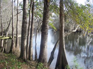 Edisto river in South Carolina