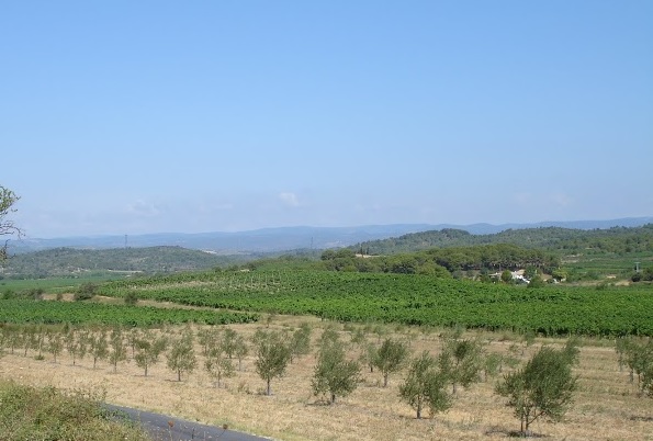 Vines Languedoc