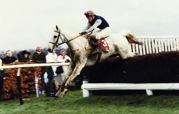 DESERT ORCHID KG