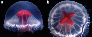 Beside eachother are two images of the new species of jellyfish; One picturing the jellyfish from the side profile (left) and the other picturing the jellyfish looking down from above (right).
