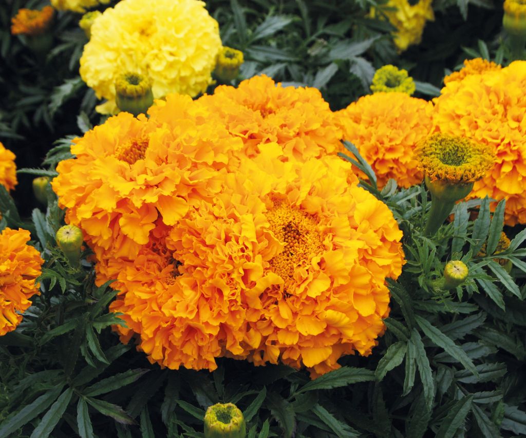 do-marigolds-keep-bugs-away-expert-tips-for-repelling-pests