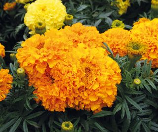 African marigolds in flower