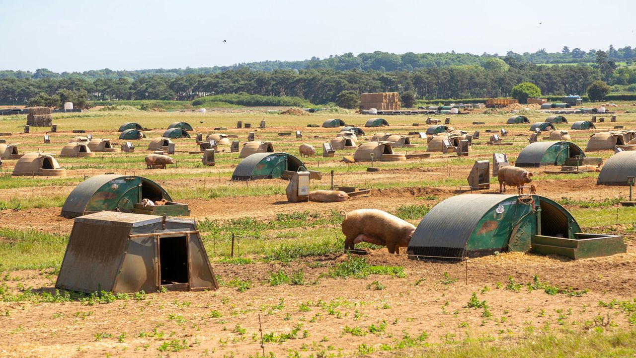 This British farm is running AI on pig muck