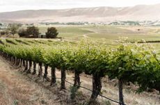Avennia winery in Washington state, United States