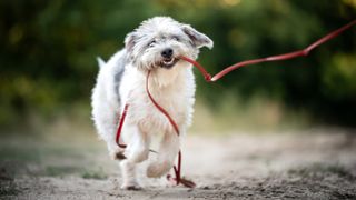 Dog on a walk with long leash in mouth