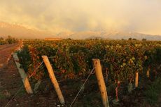 Argentina 2016 wine harvest, Mendoza