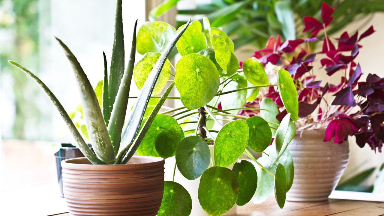 Houseplants you keep away from each other