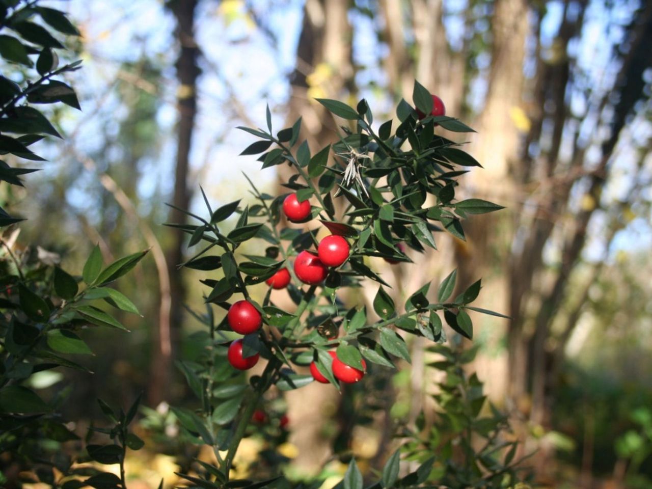 Butcher&amp;#39;s Broom Plant With Red Berries