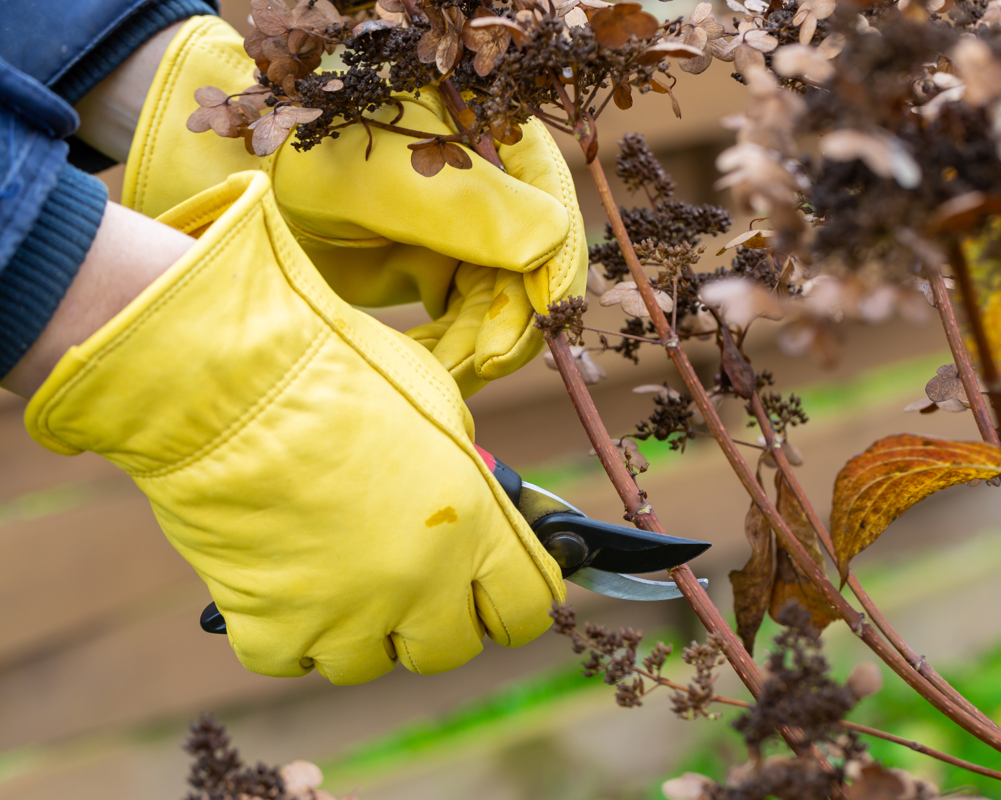 Deadhead hydrangeas in the garden with bypass shears