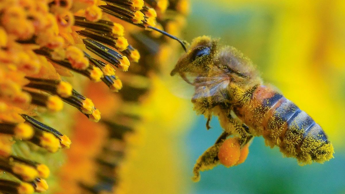 World's first honey bee vaccine, not a cure-all says beekeeper