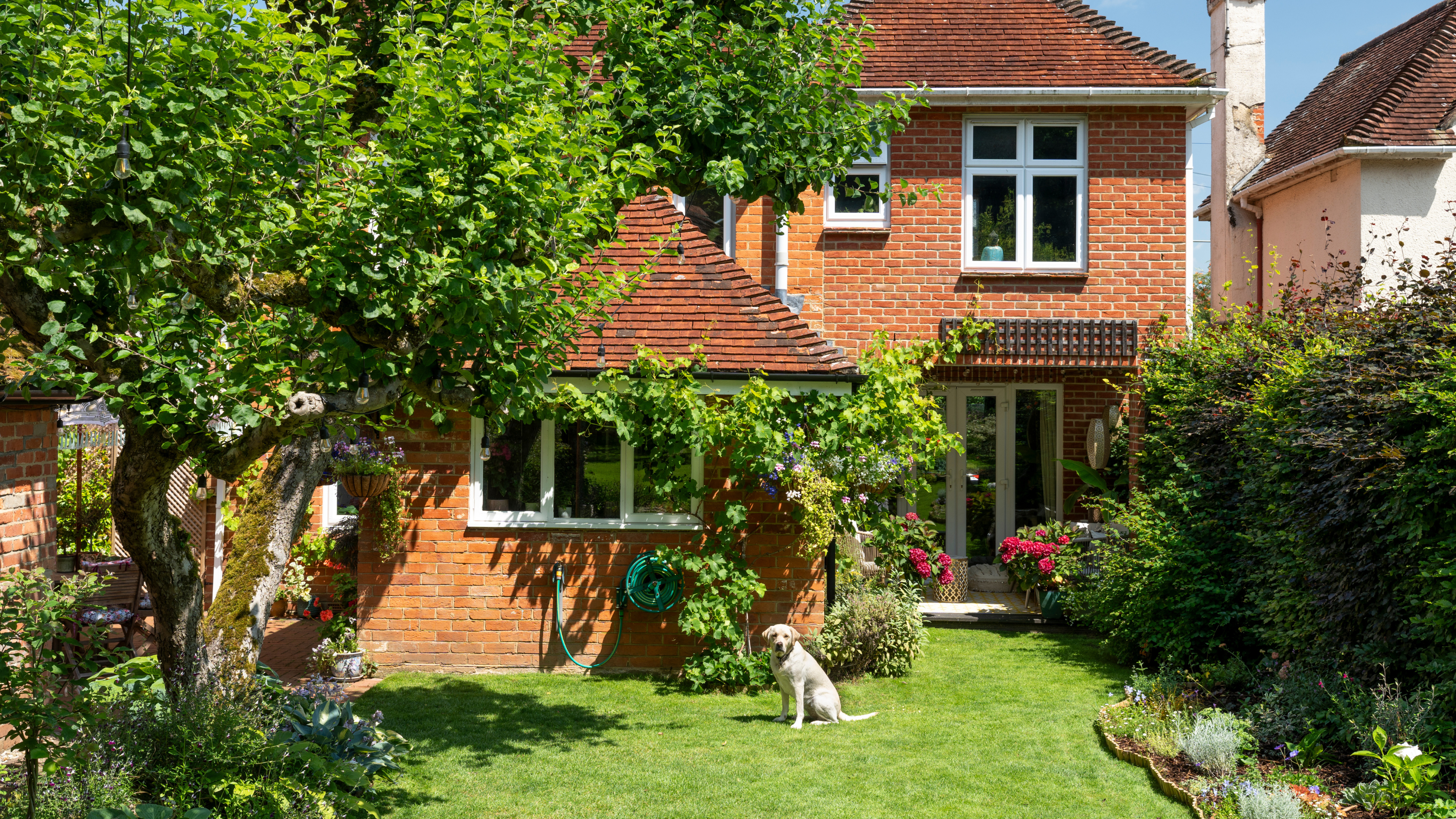 Blonde labrador sat on a sunny lawn next to a large tree.