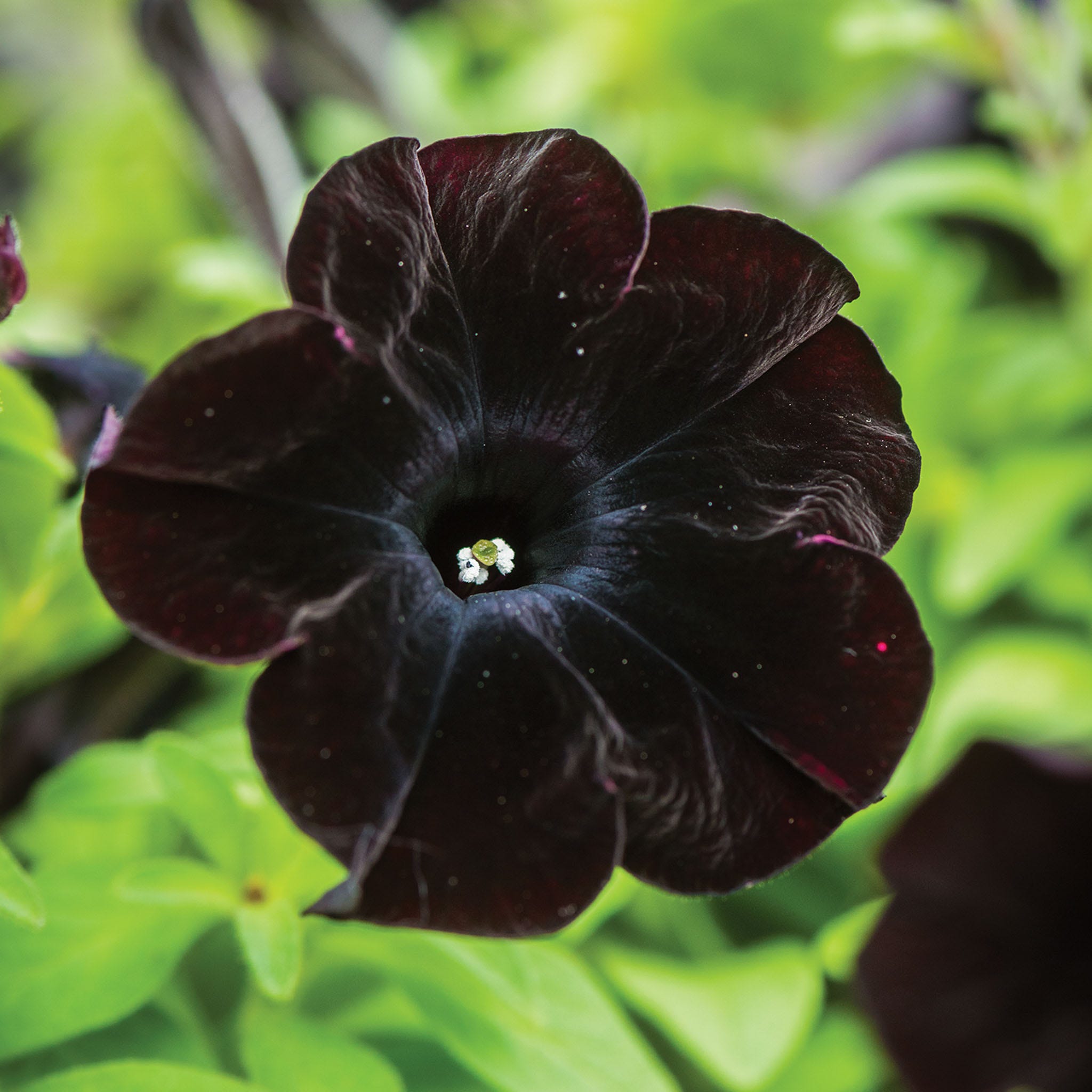 Black Cat Petunia Plants