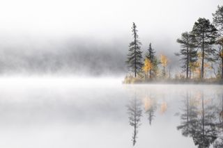 Trees rising from misty lake by Eeva Mäkinen