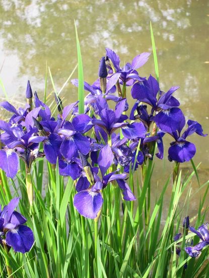 water iris