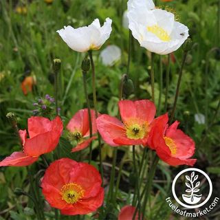 Iceland Poppy Seeds - Iceland Finest Mix