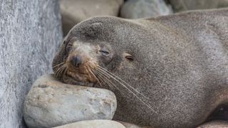seal_double_chin