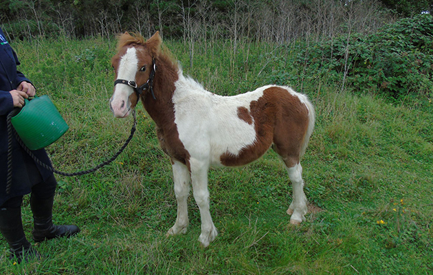 Huckleberry prior to removal.JPG