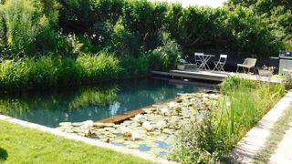 natural swimming pool with lily pads and sun loungers