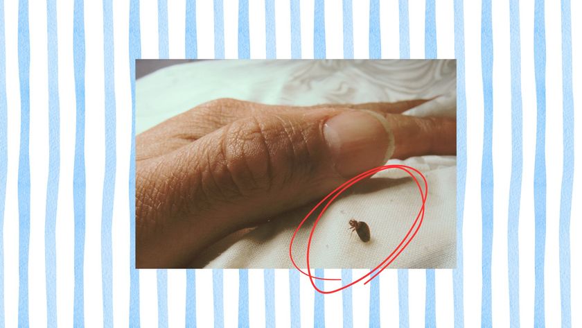 A striped background with a photograph of a hand pulling on a mattress to reveal a bed bug in the foreground. A red circle spotlights the bed bug. 