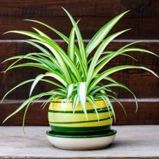 Potted spider plant