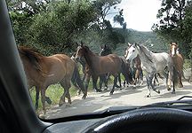 loose_horses2.jpg